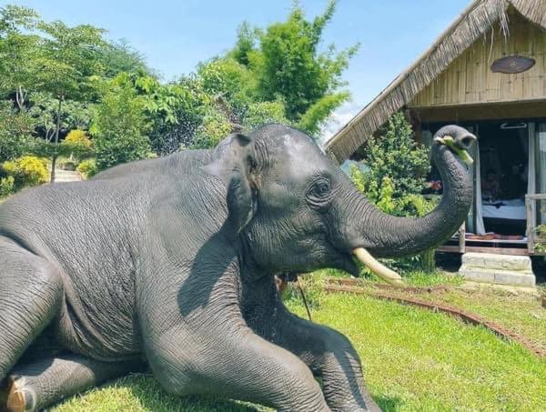 3 Pok Maewang Jinxiang Gold Elephant Park Mae Wang Экстерьер фото