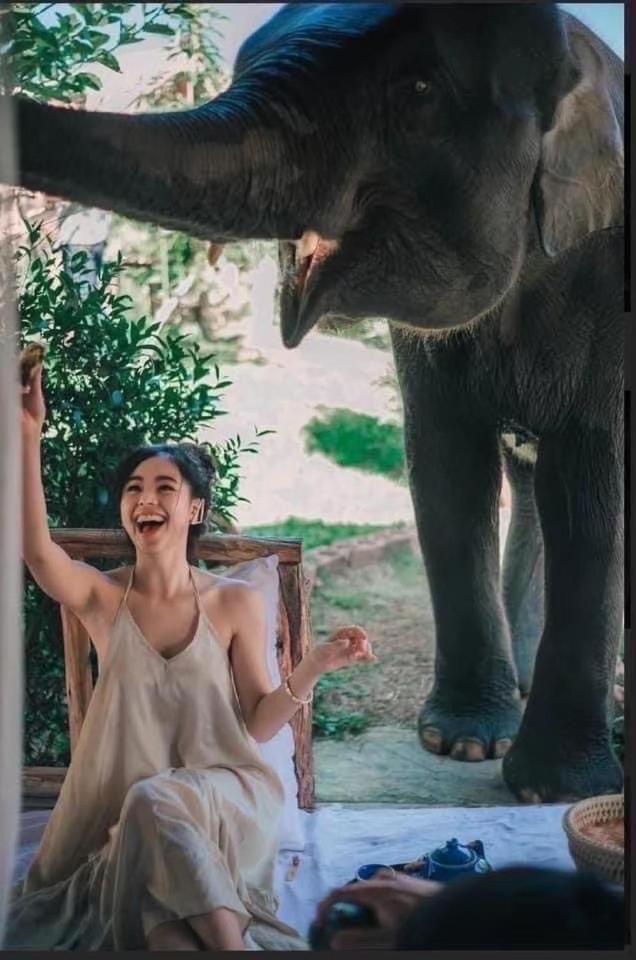 3 Pok Maewang Jinxiang Gold Elephant Park Mae Wang Экстерьер фото