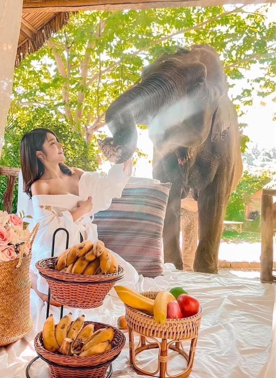 3 Pok Maewang Jinxiang Gold Elephant Park Mae Wang Экстерьер фото