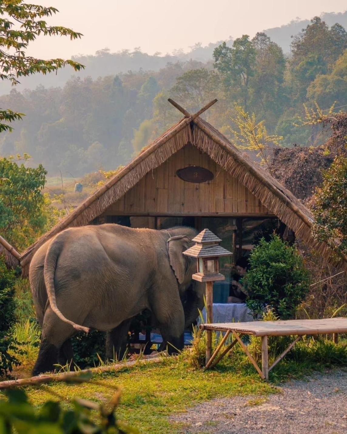 3 Pok Maewang Jinxiang Gold Elephant Park Mae Wang Экстерьер фото