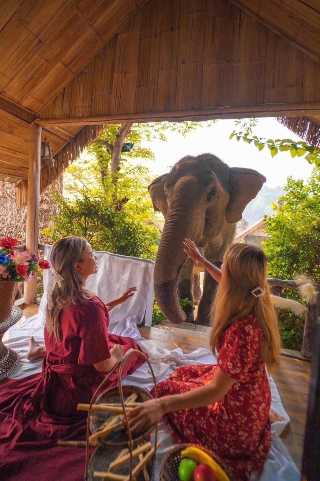 3 Pok Maewang Jinxiang Gold Elephant Park Mae Wang Экстерьер фото