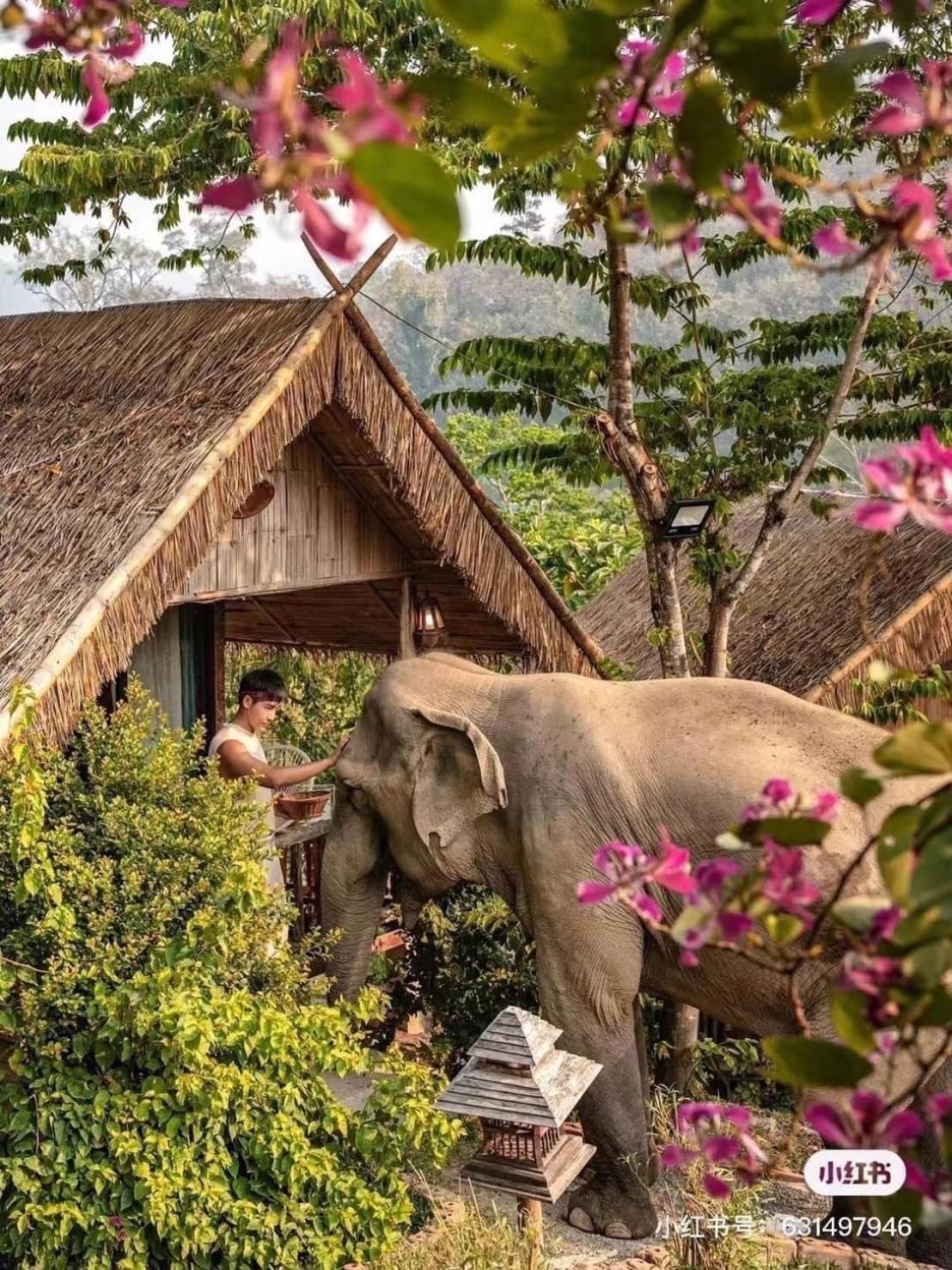 3 Pok Maewang Jinxiang Gold Elephant Park Mae Wang Экстерьер фото