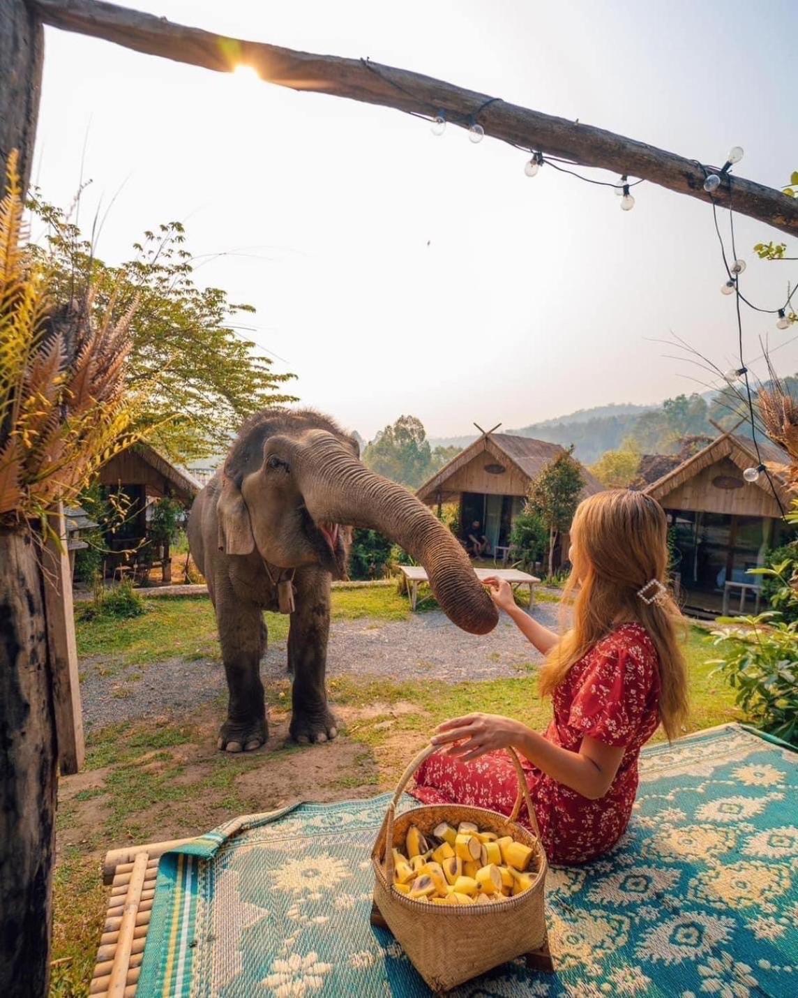 3 Pok Maewang Jinxiang Gold Elephant Park Mae Wang Экстерьер фото