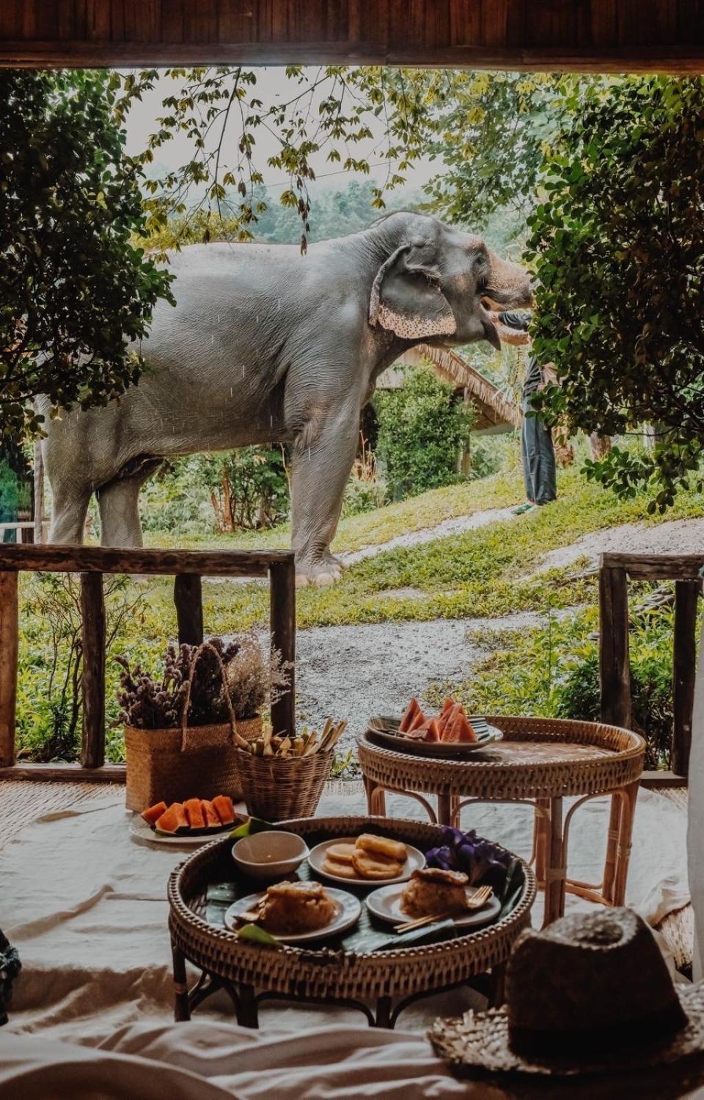 3 Pok Maewang Jinxiang Gold Elephant Park Mae Wang Экстерьер фото